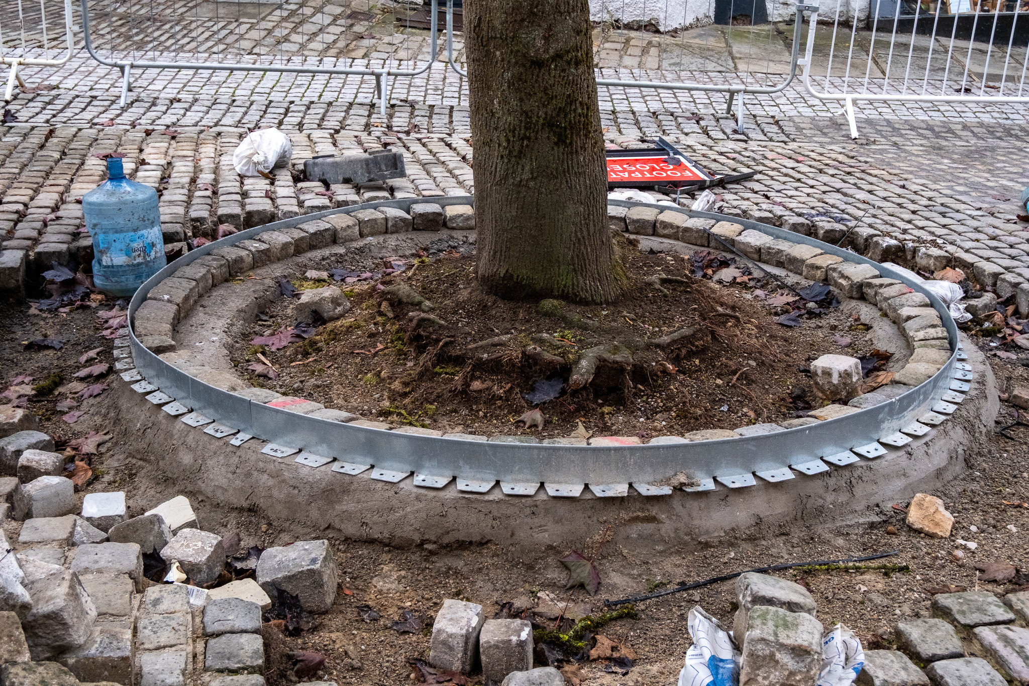 ​Tree Replacement Found For Town Centre’s Revamp 